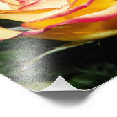 Impression Photo Rose jaune et rouge (Coin)