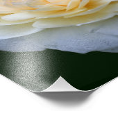 Impression Photo Rose jaune pâle en fleur 8x10 (Coin)