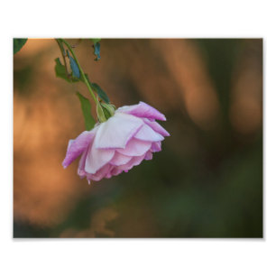Impression Photo Rose le matin