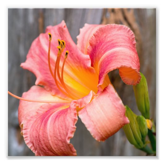 Impression Photo Rose Lily Flower Fermer (Devant)
