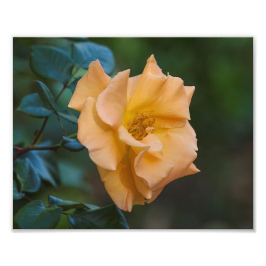 Impression Photo Rose orange (Devant)