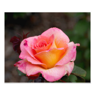 Impression Photo Rose orange