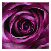 Impression Photo Rose pourpre (Devant)