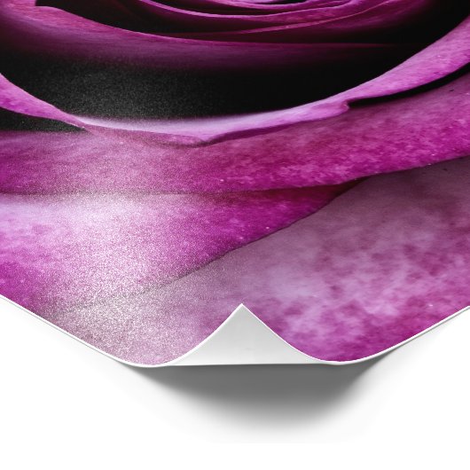 Impression Photo Rose pourpre (Coin)