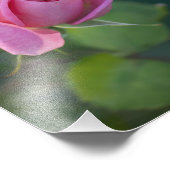 Impression Photo Rose rose (Coin)