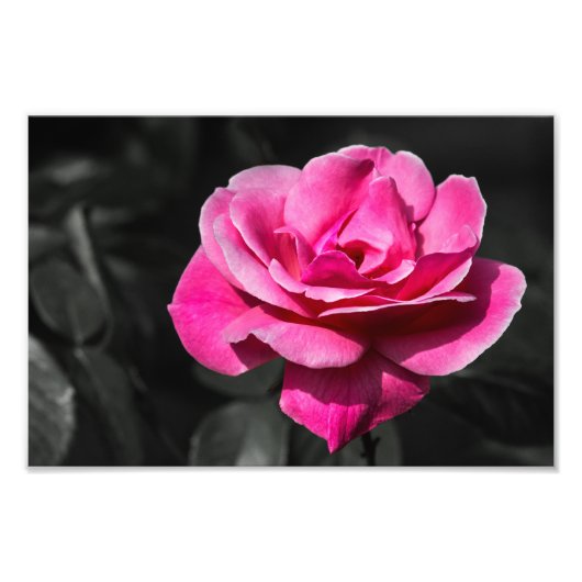 Impression photo Rose rose élégance (Devant)