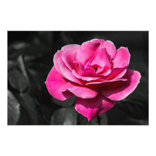 Impression photo Rose rose élégance