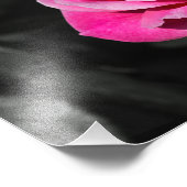 Impression photo Rose rose élégance (Coin)