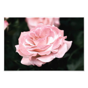 Impression Photo Rose rose en pleine floraison