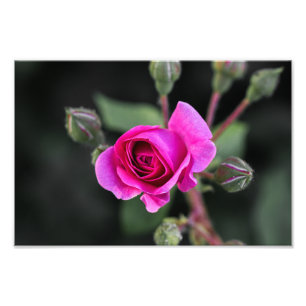 Impression photo Rose rose et bourgeons rose