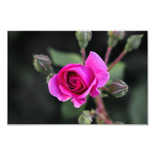 Impression photo Rose rose et bourgeons rose (Devant)