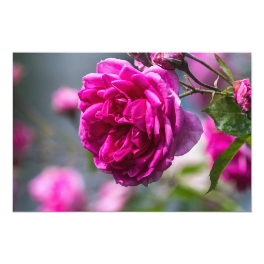 Impression photo rose rose photographique (Devant)