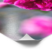 Impression photo rose rose photographique (Coin)