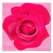 Impression Photo Rose rose romantique rouge (Devant)