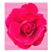 Impression Photo Rose rose romantique v2 (Devant)