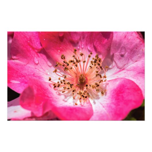 Impression Photo Rose rose rose (Devant)