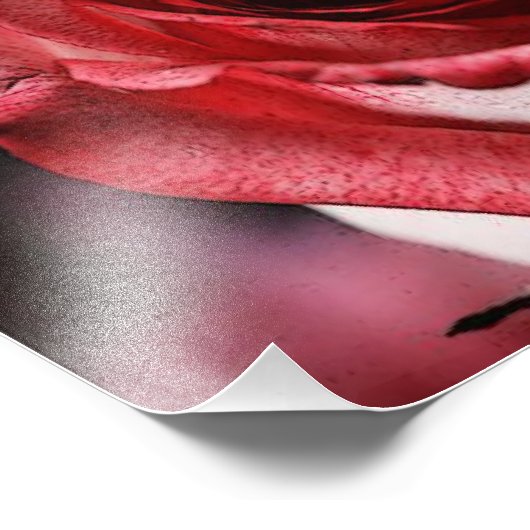 Impression Photo Rose rouge (Coin)