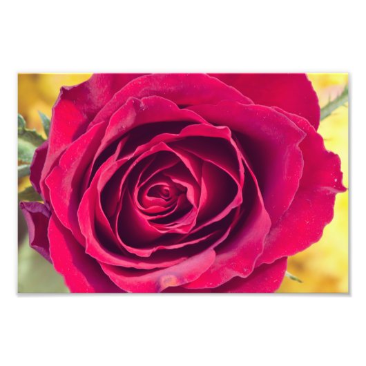 Impression Photo Rose rouge (Devant)