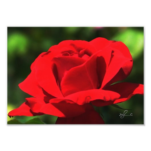 Impression Photo Rose rouge brillante (Devant)