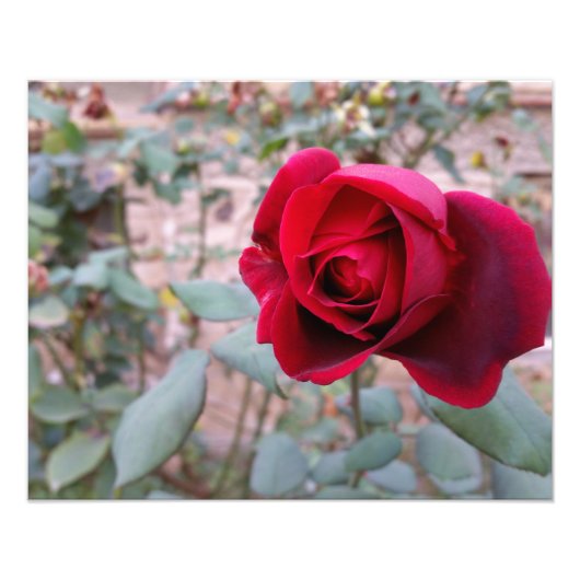 Impression Photo Rose rouge d'automne (Devant)