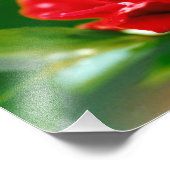 Impression Photo Rose rouge de la passion couverte de gouttes de ro (Coin)