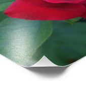 Impression Photo Rose rouge de près (Coin)