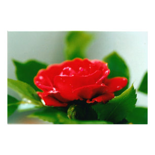 Impression Photo Rose rouge du matin recouverte de gouttes de rosée