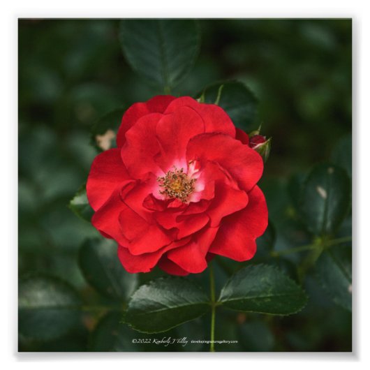 Impression Photo Rose rouge P6568 (Devant)