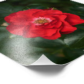 Impression Photo Rose rouge P6568 (Coin)