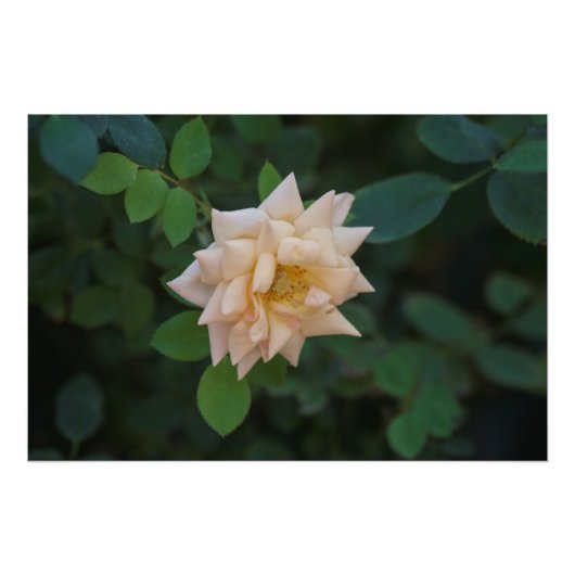 Impression Photo Rose Vanilla (Devant)