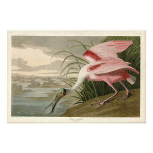 Impression Photo Roseate Spoonbill from Audubon's Birds of America