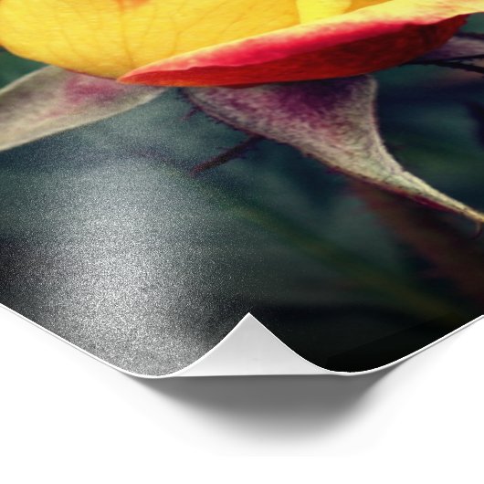 Impression Photo Rosebud Jaune Avec Points Forts Rouges 8x10 (Coin)