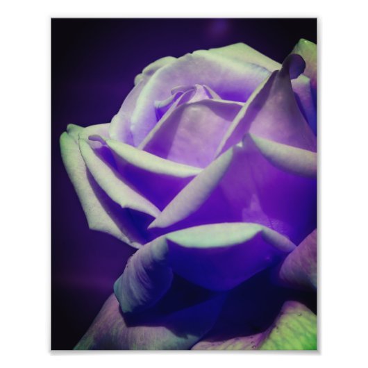 Impression Photo Rosebud violet 8x10 (Devant)