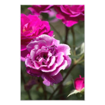Impression photo Roses belles Photographie