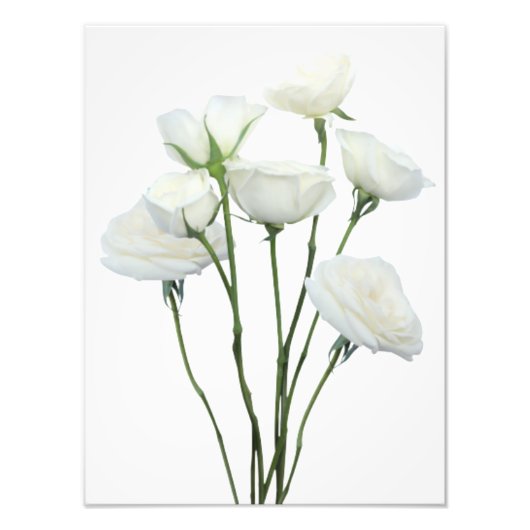 Impression Photo Roses blanches (Devant)
