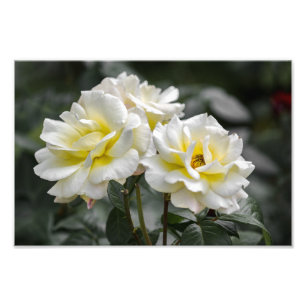 Impression photo Roses blanches Photographie