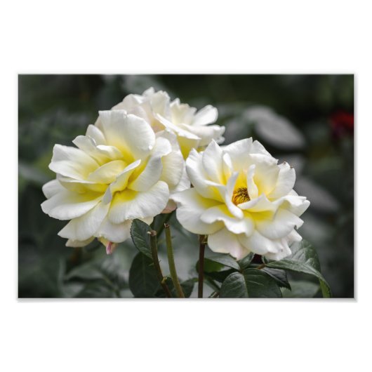 Impression photo Roses blanches Photographie (Devant)