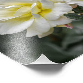 Impression photo Roses blanches Photographie (Coin)