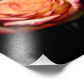 Impression Photo Roses jaunes et roses 1998 (Coin)