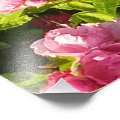 Impression Photo Roses roses en fleur (Coin)