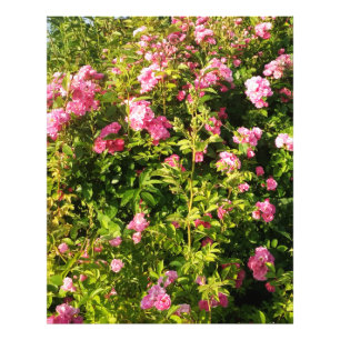 Impression Photo Roses roses en fleur