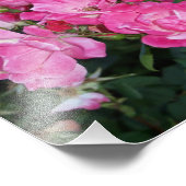 Impression Photo Roses roses I (Coin)