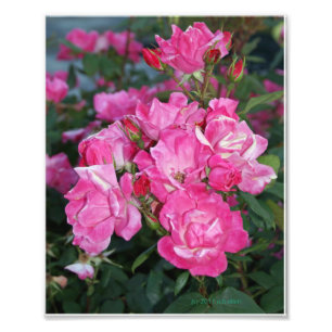 Impression Photo Roses roses I