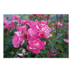 Impression Photo Roses roses II