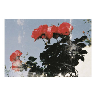 Impression Photo Roses rouges vintage sur un ciel bleu