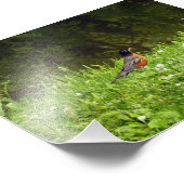 Impression Photo Rouge-gorge dans l'herbe (Coin)