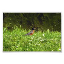 Rouge-gorge dans l'herbe