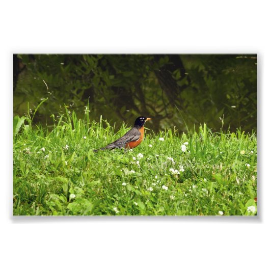 Impression Photo Rouge-gorge dans l'herbe (Devant)