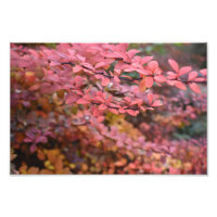 Rouge Orange Chute Feuillage Automne Feuilles Natu