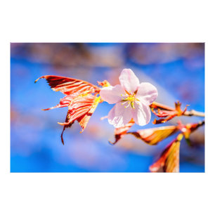 Impression Photo Rouge Sakura bleu ciel